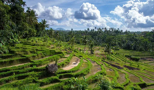 Bali Travelo - Bali Driver & Day Tours 4