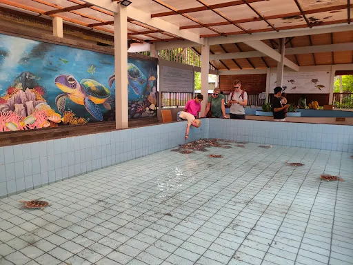 Sea Turtle village 2