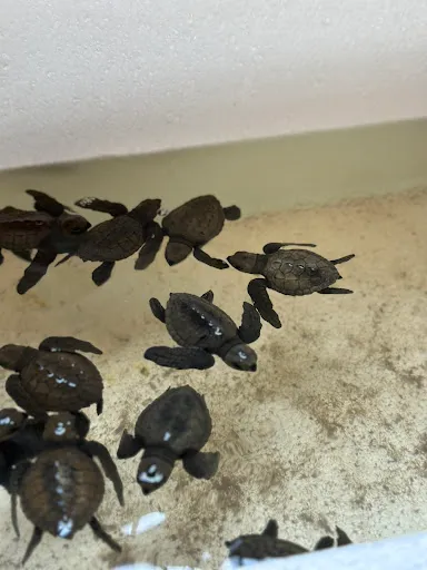 Sea Turtle village 3