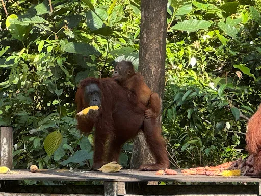 COME2INDONESIA - Indonesia Travel & Expeditions | Bali Tours & Trips | Borneo Orangutan Tours | 3