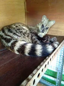 Animal Lover Pet Shop 1