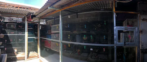Animal Lover Pet Shop 2