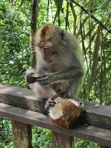 Tour Bali Driver 2