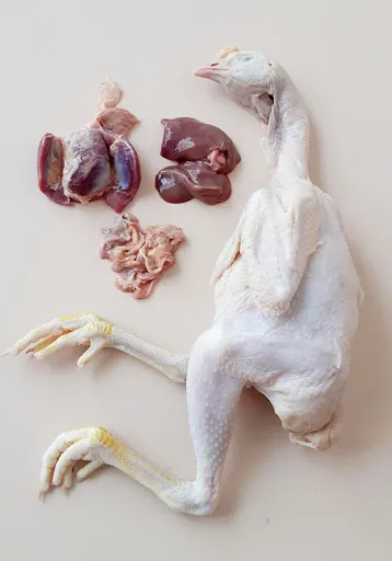 Supplier Ayam Kampung Asli 2