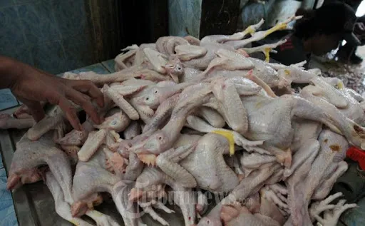 Supplier Ayam Kampung Asli 3