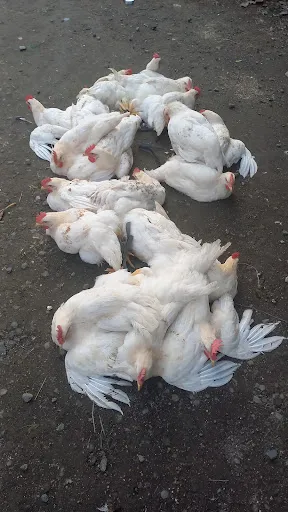 Supplier Ayam Kampung Asli 4