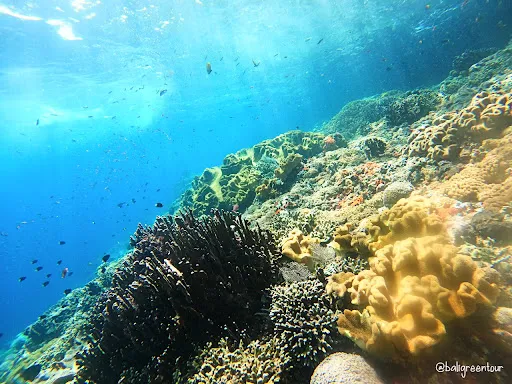 BALI SNORKELING TOUR 2