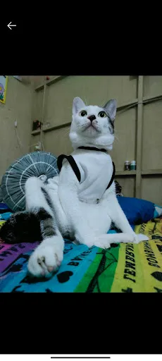 IMO Cat Shop 1