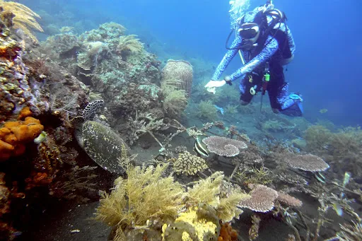 Dive Lah Bali 3