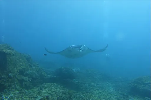 Dive Lah Bali 4