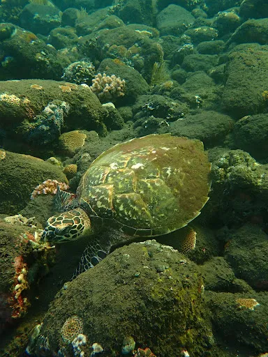 S.E.A. Diving Bali Sanur 2