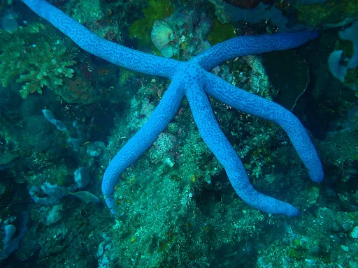 S.E.A. Diving Bali Sanur 3