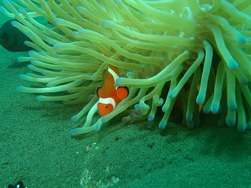 S.E.A. Diving Bali Sanur 4