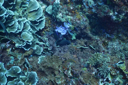Ena Dive Center & Marine Adventures 2