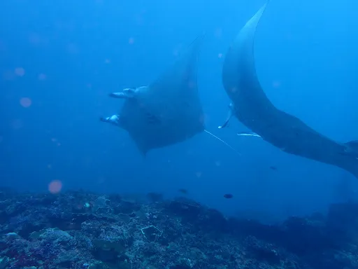 Ena Dive Center & Marine Adventures 3