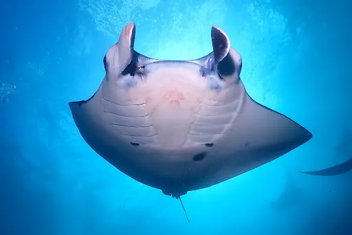 Exotis Bali Diving 1