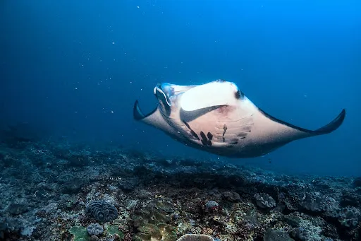 Exotis Bali Diving 3