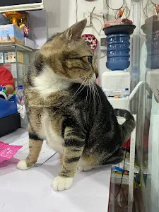 Estimo Pet House Hang Tuah 3