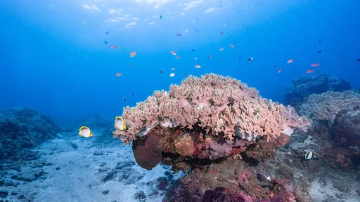 Ocean Gravity Dive Center Bali 4