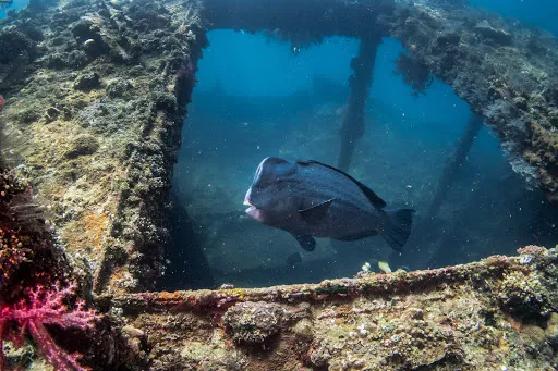 Crystal Divers - PADI IDC Center 2