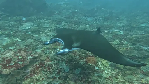Crystal Divers - PADI IDC Center 3