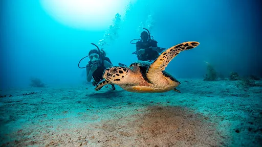 All 4 Diving Bali 4