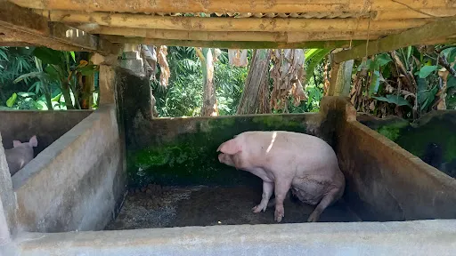 Driver in Sanur Supernova 2