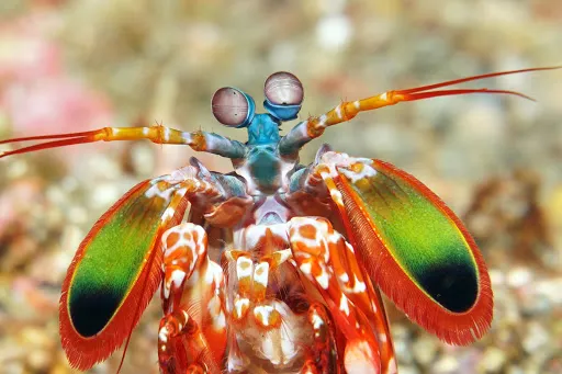ZERO GRAVITY DIVING - BALI 2