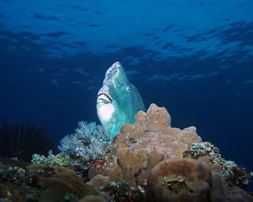 ZERO GRAVITY DIVING - BALI 3