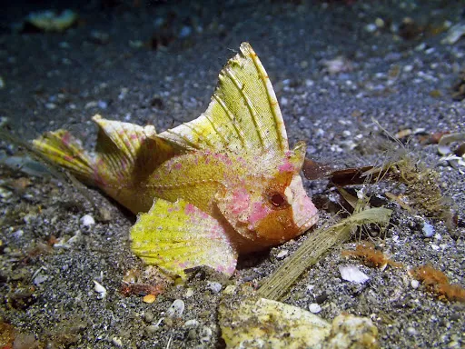 ZERO GRAVITY DIVING - BALI 4