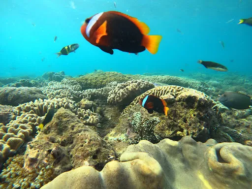 Sanur Driver Leo Bali 2