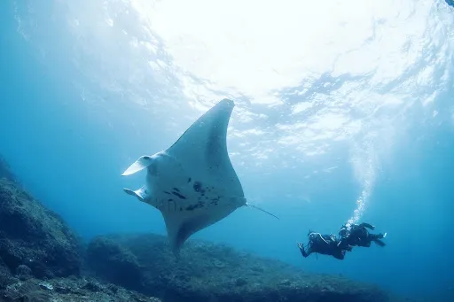 Bali Scuba Masters 1
