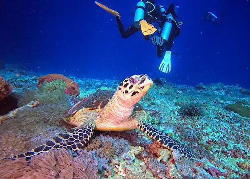Bali Scuba Masters 2