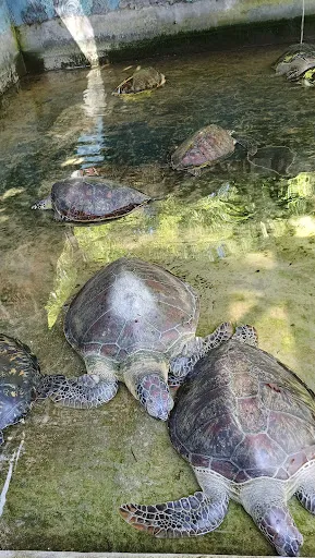 Penangkaran Penyu Bali Fantasi Benoa Bay 1