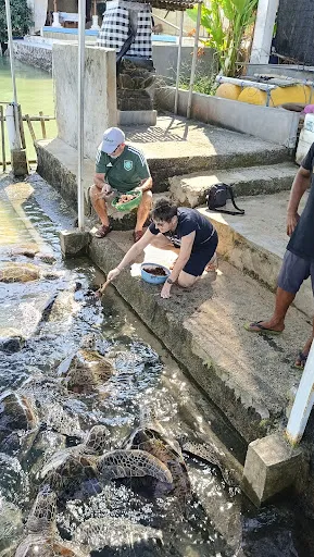 Penangkaran Penyu Bali Fantasi Benoa Bay 2