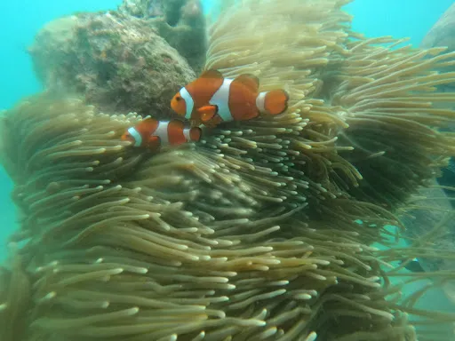 Bali Marine Dive & Water Sport 1