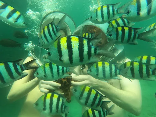 Bali Marine Dive & Water Sport 2