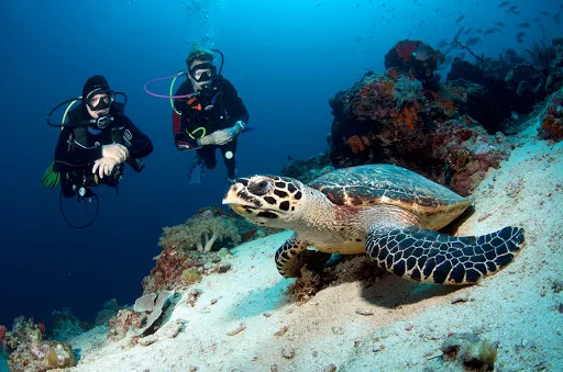 Bali Hai Diving Adventures