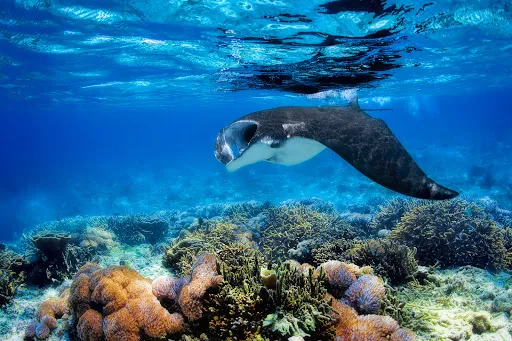 Bali Hai Diving Adventures 2