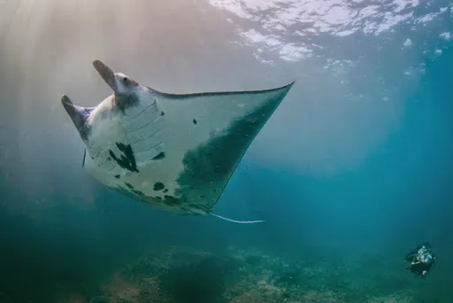Bali Hai Diving Adventures 3