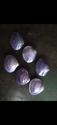 Toko Kulit Kerang JADID 3