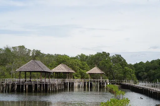 Ekowisata Mangrove 1