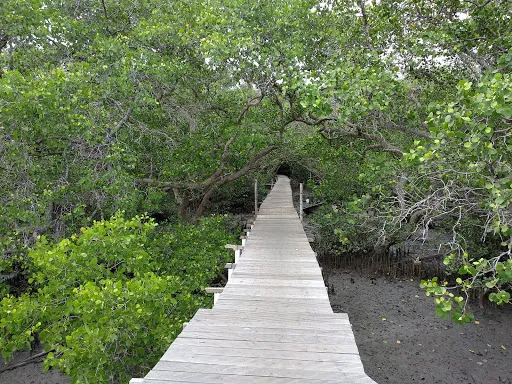 Ekowisata Mangrove 3