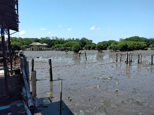 Ekowisata Mangrove 4