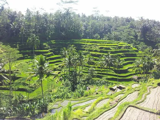 Di Bali Tour 1
