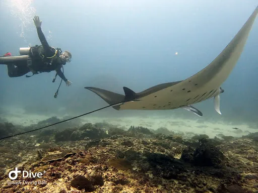 S.E.A. Diving Bali 2