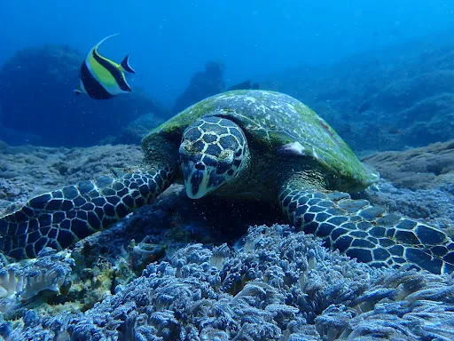 S.E.A. Diving Bali 3