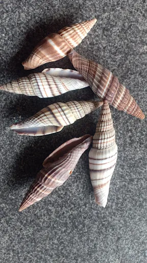 Global Aksesoris beads and shells (Toko manik dan kerang) Shells Supplier, Beads Supplier & Made To Order 3