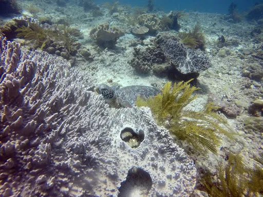Bali Exotic Diving 2