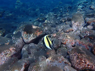 PRO DIVE Bali 1
